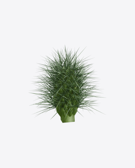 Cactus PNG