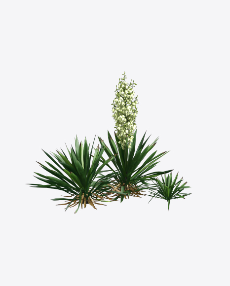 Yucca Baccata