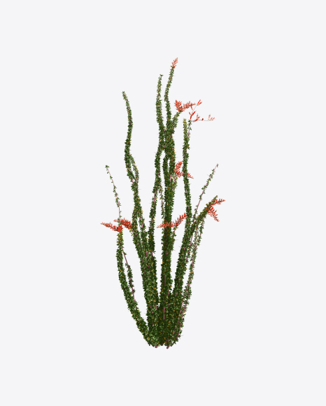 Ocotillo Cactus