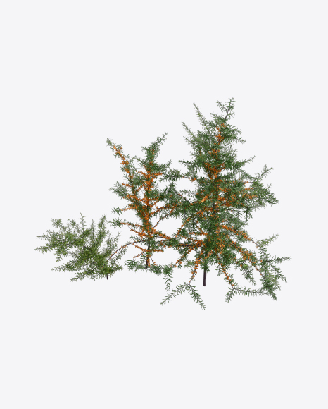 Sea-Buckthorn