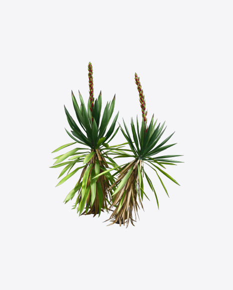 Yucca Baccata