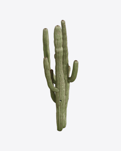 Cactus png images