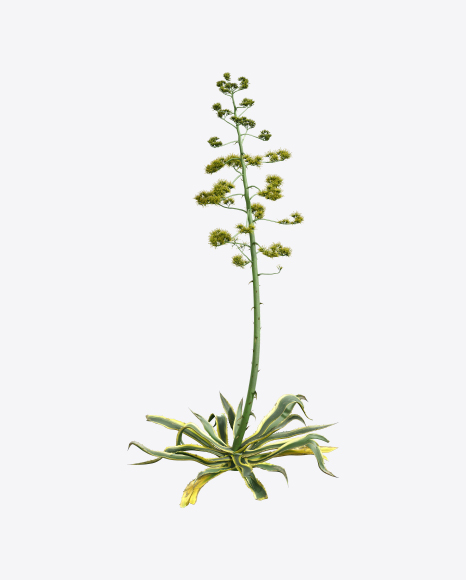 Agave Americana