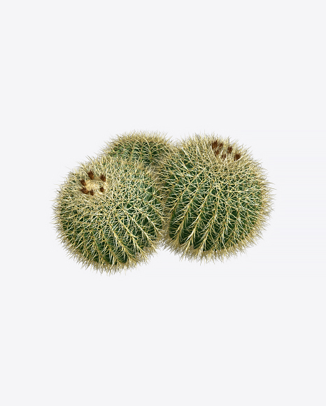 Barrel Cactus