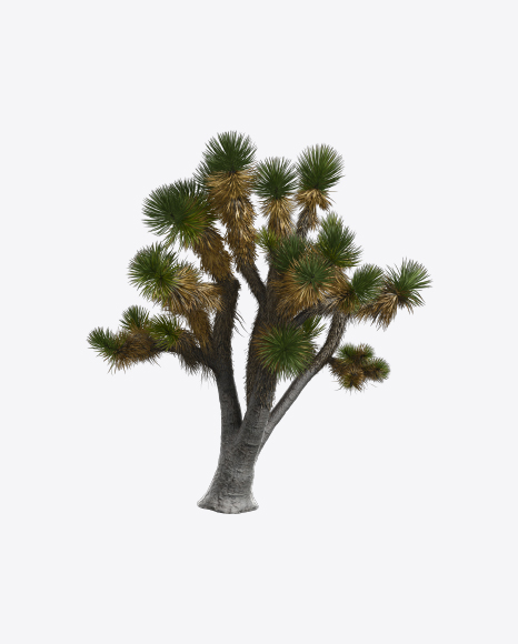 Yucca Decipiens