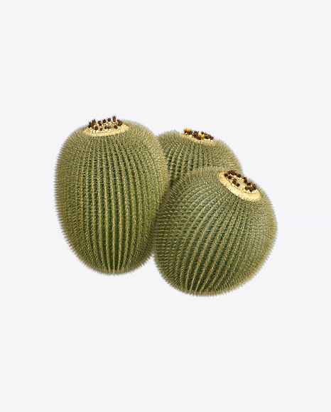 Barrel Cactus