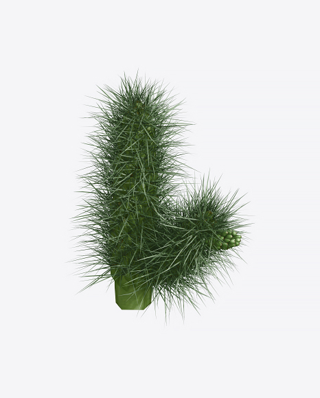 Cactus PNG