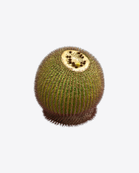 Barrel Cactus
