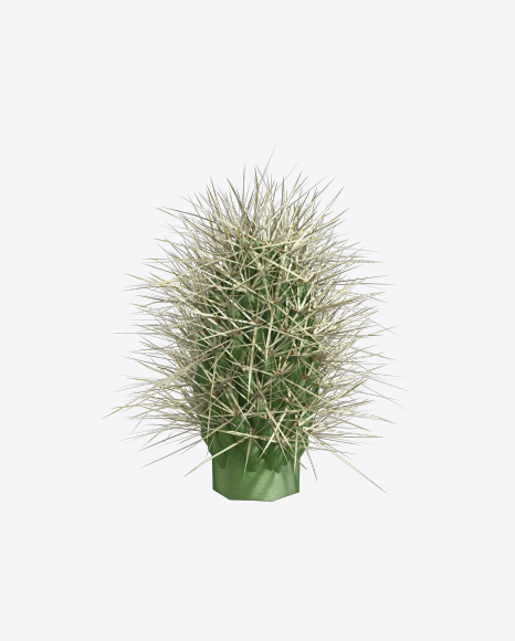 Cactus PNG