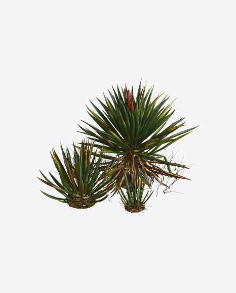 Yucca Baccata PNG