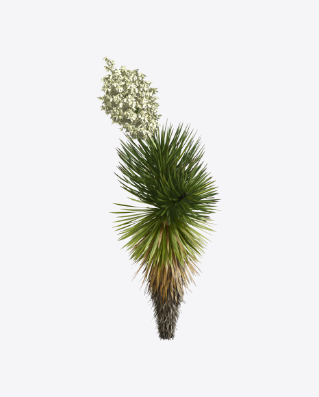 Yucca Decipiens