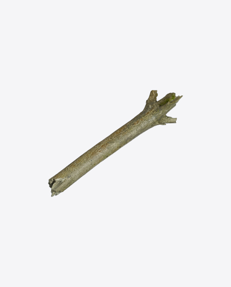 Tree Branch PNG