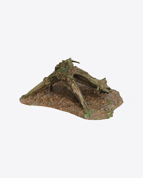 Old Stump
