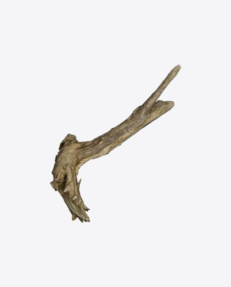 Tree Log PNG