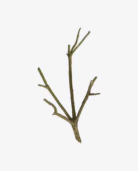 Tree Branch