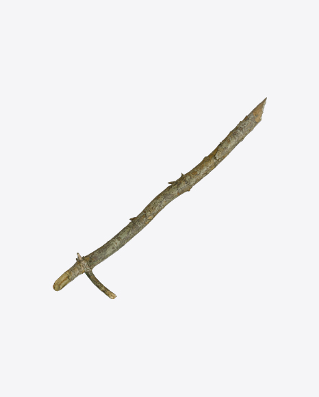 Tree Branch PNG