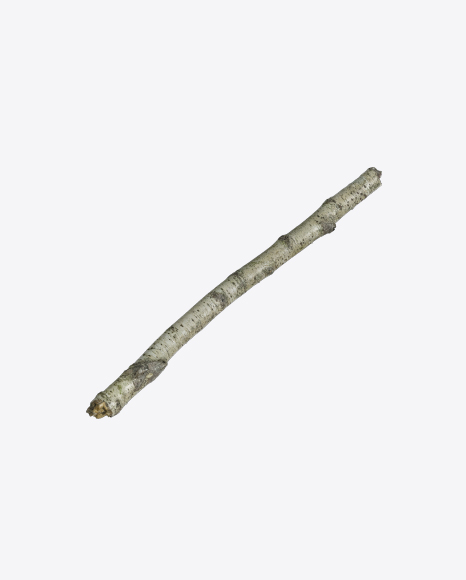 Birch Branch