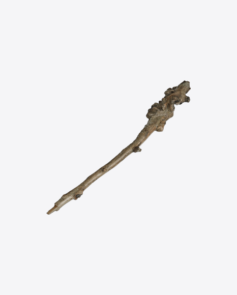 Tree Branch PNG