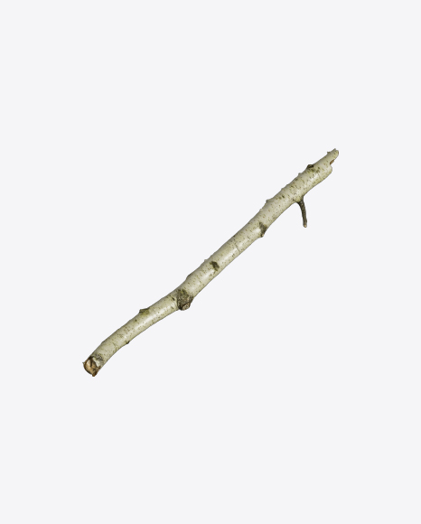 Birch Branch