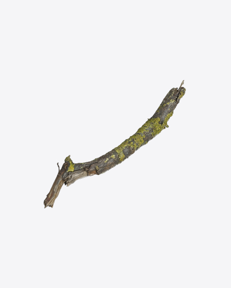 Mossy Tree Branch PNG