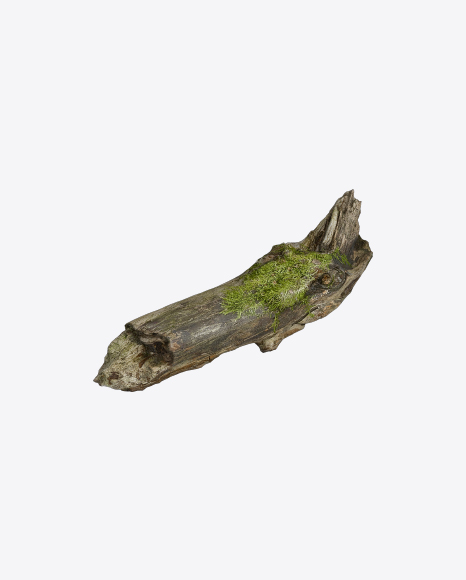 Mossy Tree Log