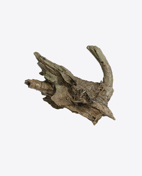 Old Tree Log PNG