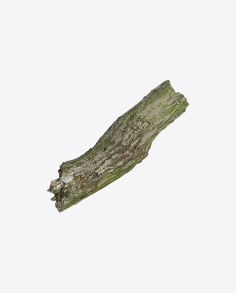 Mossy Tree Log