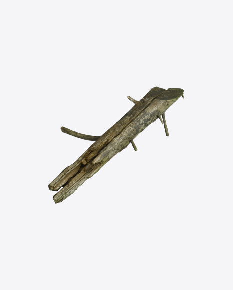 Tree Log