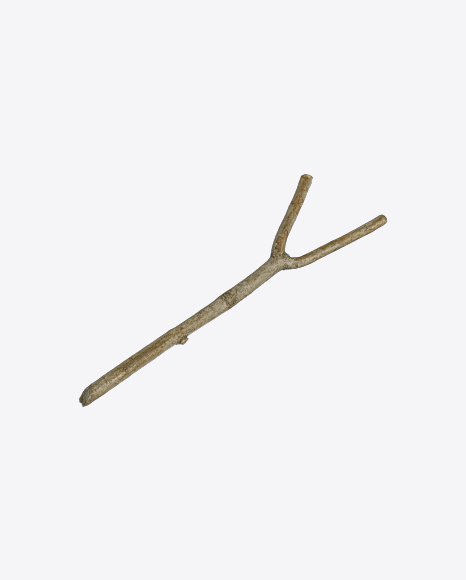 Tree Branch