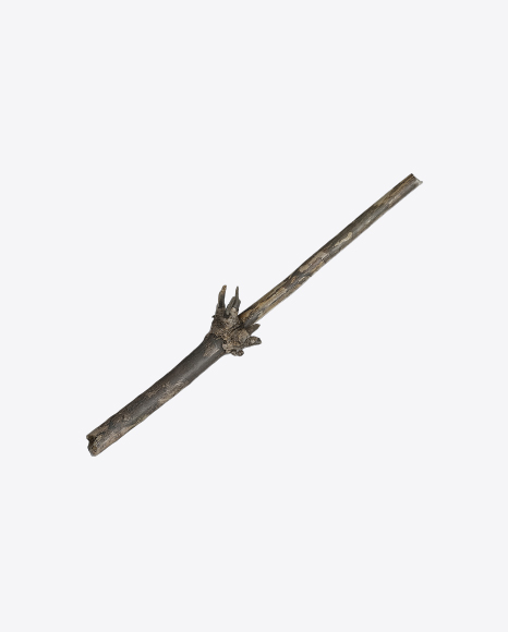 Tree Branch PNG