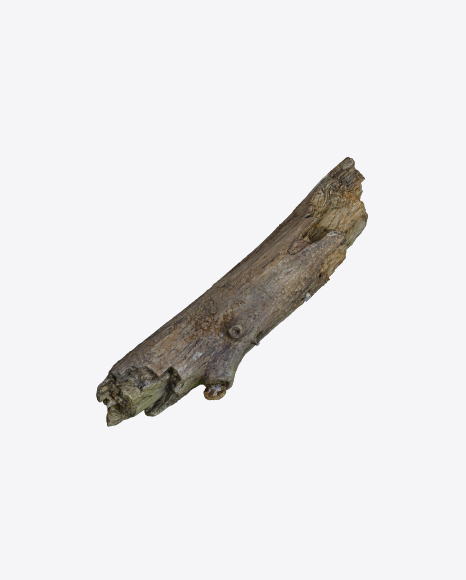 Tree Log