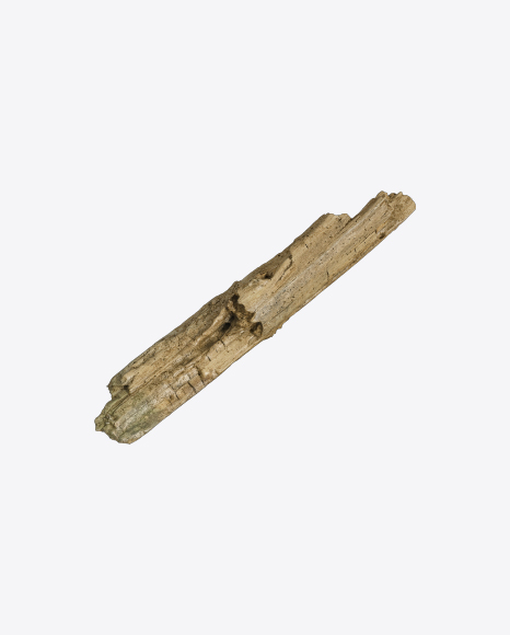 Tree Log