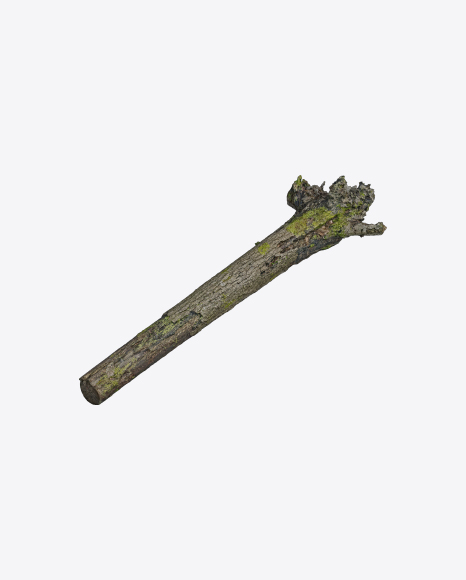 Mossy Tree Log