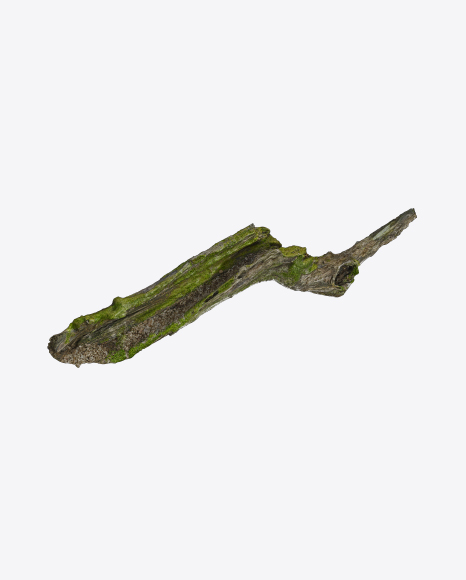 Mossy Tree Log
