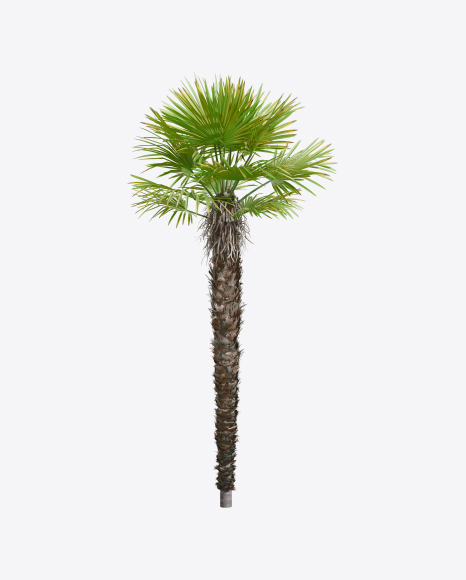 Palm Tree