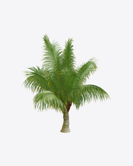 Palm Tree