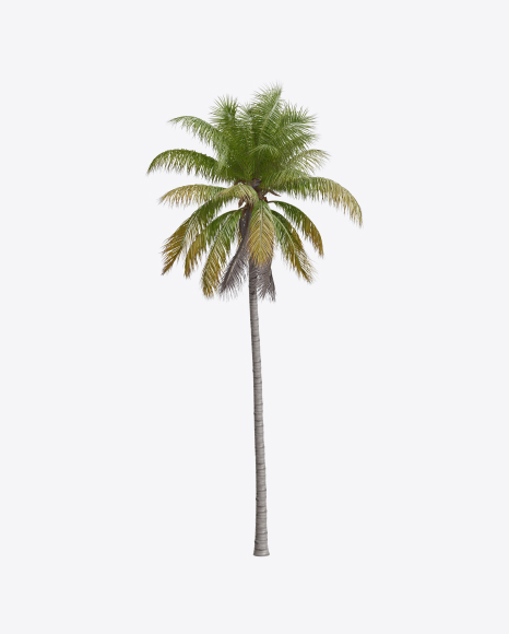 Palm Tree