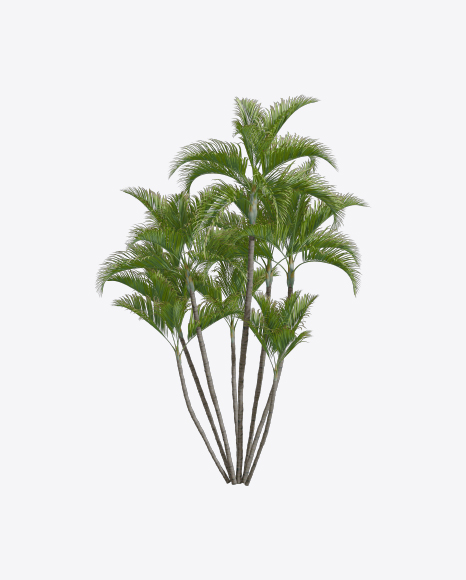 Palm Trees