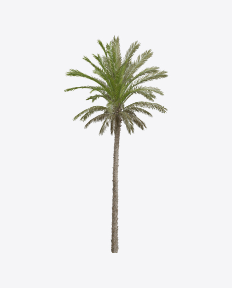 Palm Tree