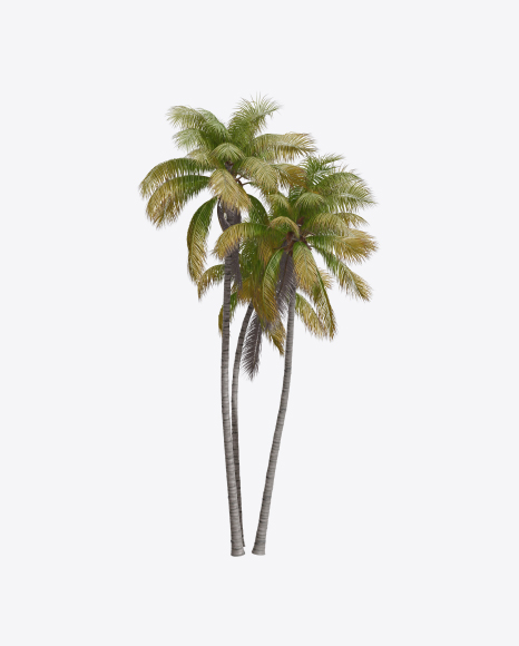 Palm Trees