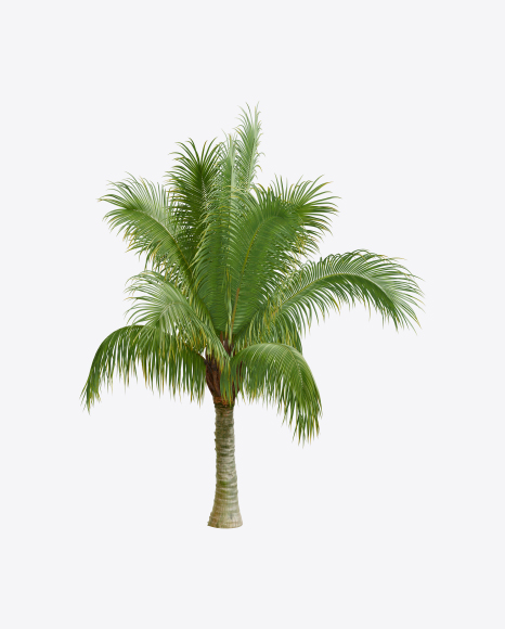 Palm Tree