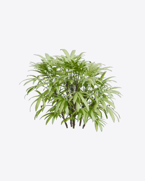 Bamboo Tree