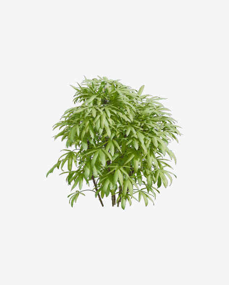 Bamboo Tree