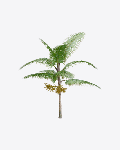 Palm Tree