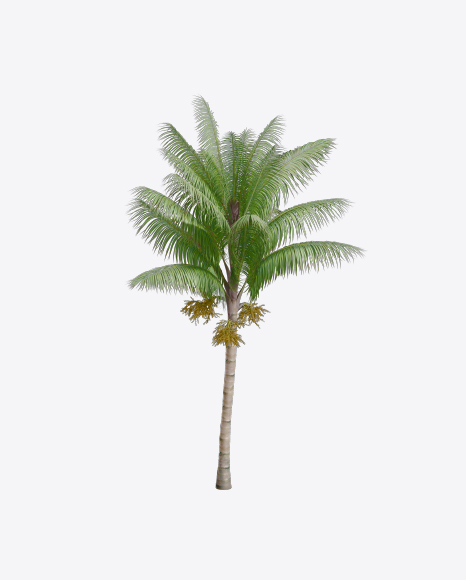 Palm Tree