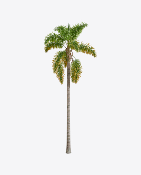 Palm Tree