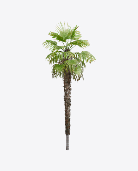 Palm Tree