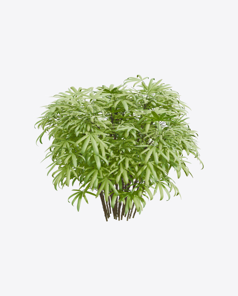 Bamboo Tree