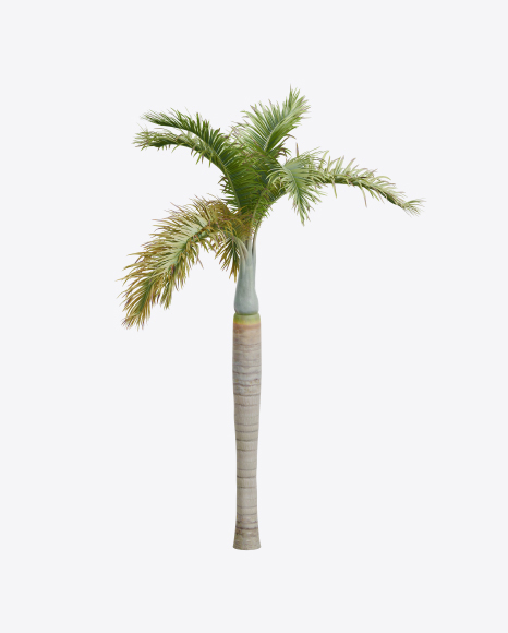 Palm Tree