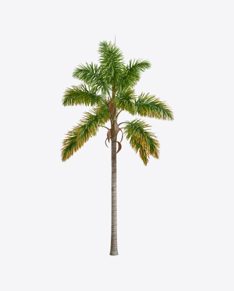 Palm Tree